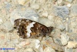 Hipparchia neomiris (Satiro corsicano)