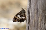 Hipparchia neomiris (Satiro corsicano)