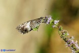 Hipparchia neomiris (Satiro corsicano)