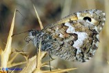 Hipparchia neomiris (Satiro corsicano)