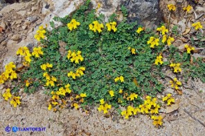 Hippocrepis comosa subsp. comosa (Sferracavallo comune)