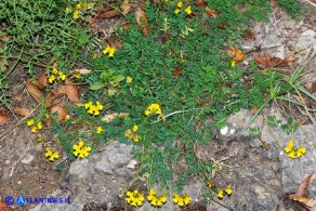 Hippocrepis comosa subsp. comosa (Sferracavallo comune)