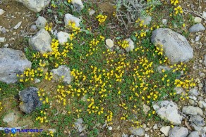 Hippocrepis comosa subsp. comosa (Sferracavallo comune)