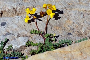 Hippocrepis comosa subsp. comosa (Sferracavallo comune)