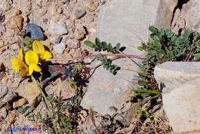 Hippocrepis comosa subsp. comosa (Sferracavallo comune)
