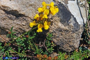 Hippocrepis comosa subsp. comosa (Sferracavallo comune)