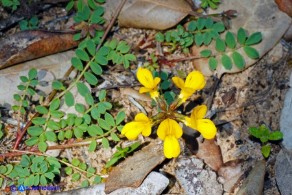 Hippocrepis comosa subsp. comosa (Sferracavallo comune)