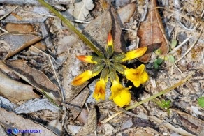Hippocrepis comosa subsp. comosa (Sferracavallo comune)