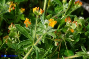 Hymenocarpos circinnatus (Cornicina cerchiata)