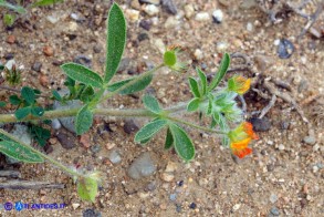 Hymenocarpos circinnatus (Cornicina cerchiata)