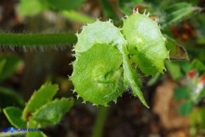 Hymenocarpos circinnatus (Cornicina cerchiata): i legumi