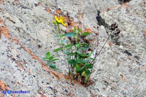 Hypericum annulatum subsp. annulatum (Iperico anulato)