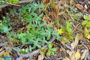 Hypericum annulatum subsp. annulatum (Iperico anulato)