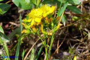 Hypericum annulatum subsp. annulatum (Iperico anulato)