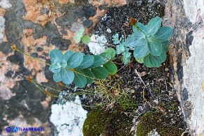 Hypericum annulatum subsp. annulatum (Iperico anulato)