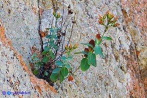 Hypericum annulatum subsp. annulatum (Iperico anulato)