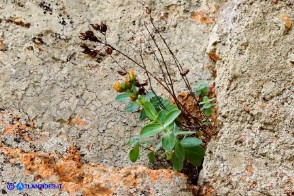 Hypericum annulatum subsp. annulatum (Iperico anulato)