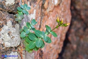 Hypericum annulatum subsp. annulatum (Iperico anulato)