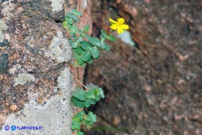 Hypericum annulatum subsp. annulatum (Iperico anulato)