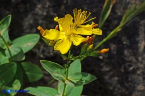 Hypericum annulatum subsp. annulatum (Iperico anulato)