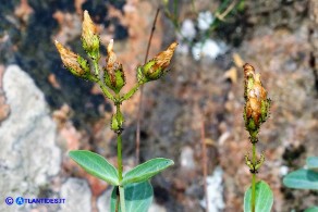 Hypericum annulatum subsp. annulatum (Iperico anulato)