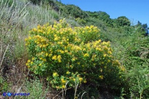 Hypericum hircinum subsp. hircinum (Iperico caprino)