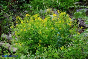 Hypericum hircinum subsp. hircinum (Iperico ircìno)