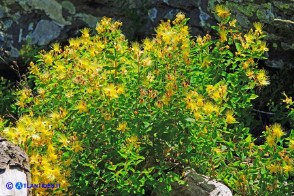 Hypericum hircinum subsp. hircinum (Iperico caprino)