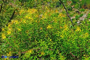 Hypericum hircinum subsp. hircinum (Iperico caprino)