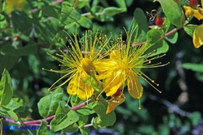 Hypericum hircinum subsp. hircinum (Iperico caprino)