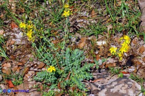 Hypericum scruglii (Iperico di Scrugli)