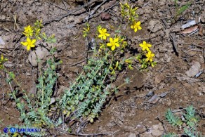 Hypericum scruglii (Iperico di Scrugli)