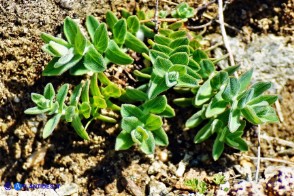 Hypericum scruglii (Iperico di Scrugli)