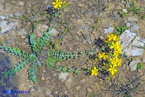 Hypericum scruglii (Iperico di Scrugli)