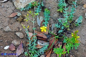 Hypericum scruglii (Iperico di Scrugli)