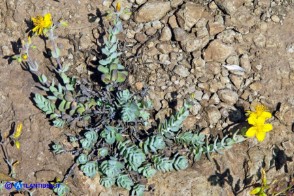 Hypericum scruglii (Iperico di Scrugli)