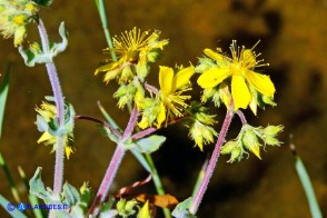 Hypericum scruglii (Iperico di Scrugli)