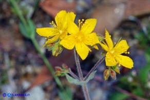 Hypericum scruglii (Iperico di Scrugli)