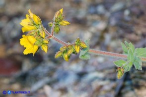 Hypericum scruglii (Iperico di Scrugli)