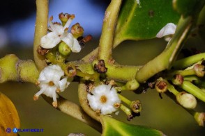 Ilex aquifolium (Agrifoglio)