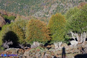 Ilex aquifolium (Agrifoglio)