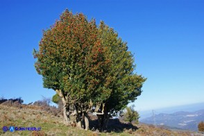 Ilex aquifolium (Agrifoglio)