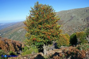 Ilex aquifolium (Agrifoglio)