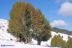 Ilex aquifolium (Agrifoglio)