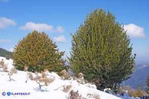 Ilex aquifolium (Agrifoglio)