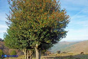 Ilex aquifolium (Agrifoglio)