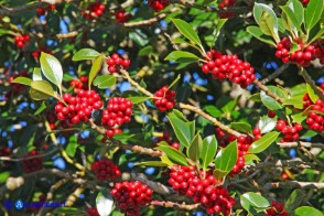 Ilex aquifolium (Agrifoglio)