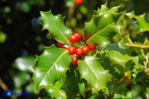 Ilex aquifolium (Agrifoglio)