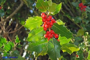 Ilex aquifolium (Agrifoglio)