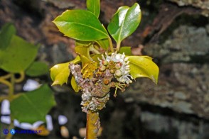 Ilex aquifolium (Agrifoglio): i fiori maschili
